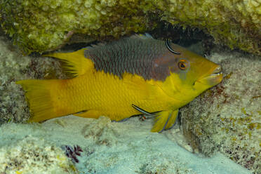 Ein leuchtend gelber Fisch mit ausgeprägten Merkmalen ist in eine felsige Unterwasserlandschaft eingebettet und zeigt die natürliche Schönheit des Meereslebens. - ADSF51878