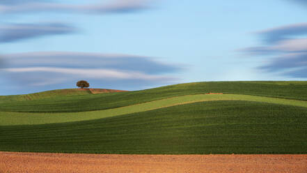 Ruhige Landschaft mit sanften grünen Hügeln und einem einsamen Baum vor einem pastellfarbenen Himmel, aufgenommen bei Tageslicht. - ADSF51879