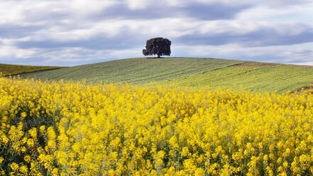 Ein einzelner Baum steht hoch auf einem sanften Hügel, umgeben von einem leuchtend gelben Rapsfeld mit einem weichen, wolkenverhangenen Himmel im Hintergrund. - ADSF51880