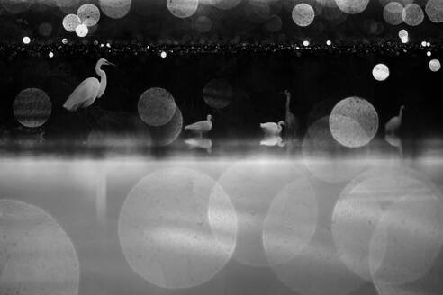 Atmosphärisches Schwarz-Weiß-Bild, das große Reihervögel beim Waten in den nebligen Feuchtgebieten von Ciudad Real, Spanien, mit Bokeh-Lichtern zeigt. - ADSF51885