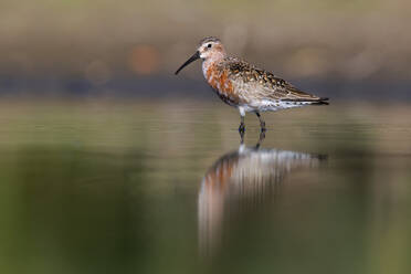 Ein einsamer watender Brachvogel genießt einen friedlichen Moment, der sich im stillen Wasser der Feuchtgebiete von Ciudad Real in Spanien widerspiegelt und die ruhige Schönheit der Natur unterstreicht. - ADSF51886