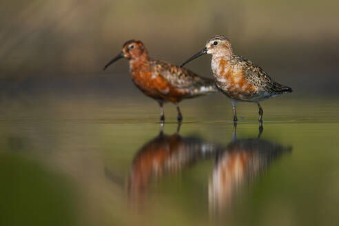 Two Curlew Sandpiper birds stand reflected in the calm waters of Ciudad Real's wetlands, showcasing the region's tranquil natural habitat. - ADSF51891