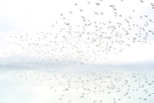 Ein heiterer Vogelschwarm schwebt durch einen sanften, bedeckten Himmel und spiegelt eine kollektive Bewegung der Freiheit und natürlichen Eleganz wider. - ADSF51892