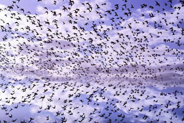 A large flock of birds in flight against a cloudy purple sky, creating a sense of freedom and movement. - ADSF51893