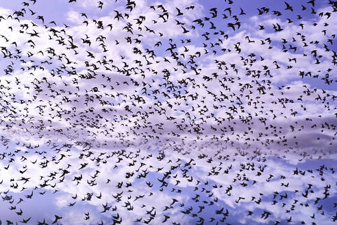Ein großer Vogelschwarm im Flug vor einem bewölkten violetten Himmel, der ein Gefühl von Freiheit und Bewegung vermittelt. - ADSF51893