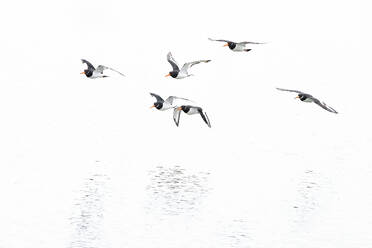 A flock of ducks in flight over a tranquil body of water with a minimalist white backdrop. - ADSF51895