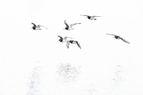 Ein Entenschwarm im Flug über einem ruhigen Gewässer vor einem minimalistischen weißen Hintergrund. - ADSF51895