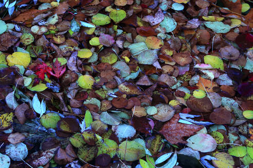Close-up of a carpet of fallen leaves in various autumn shades covering the ground - ADSF51897