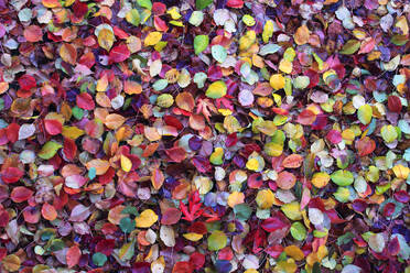 From above of vibrant blanket of multicolored leaves covers the ground showcasing the rich palette of autumn - ADSF51898