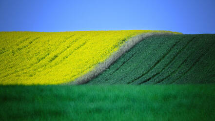 Dynamischer Kontrast zwischen leuchtend gelben Rapsfeldern und sattgrünem Gras unter einem tiefblauen Himmel, der eine vielschichtige Landschaft schafft - ADSF51902