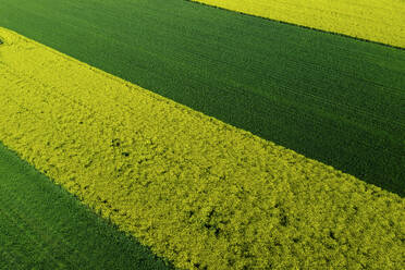 Auffällige geometrische Muster aus grünen und gelben Getreidefeldern bilden ein faszinierendes landwirtschaftliches Mosaik unter einem weiten blauen Himmel - ADSF51911