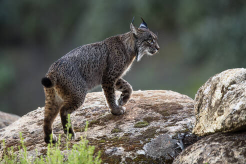 Side view of Iberian lynx poised on a rocky outcrop in natural habitat in blurred background - ADSF51914