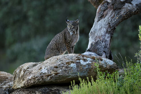 Iberischer Luchs auf einem moosbewachsenen Felsen sitzend, vor einer ruhigen Waldkulisse und in die Ferne blickend - ADSF51915