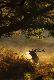 Silhouette of a red deer stag dramatically framed by the golden light of an autumn sunrise while bellowing under a tree in the United Kingdom - ADSF51920