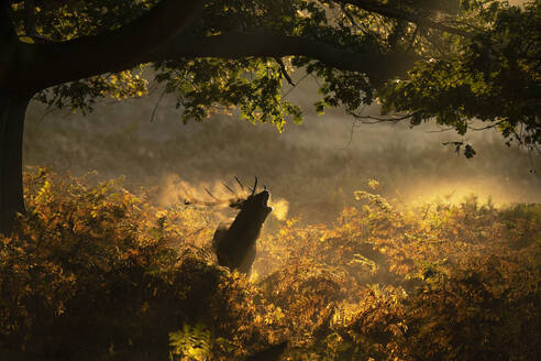 Silhouette eines Rothirsches, dramatisch eingerahmt vom goldenen Licht eines Herbstsonnenaufgangs, während er unter einem Baum im Vereinigten Königreich röhrt - ADSF51921