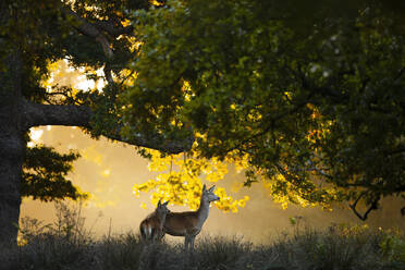 Rehe, eingerahmt von der Silhouette eines Baumes im weichen goldenen Schein eines Herbstabends im Vereinigten Königreich - ADSF51922