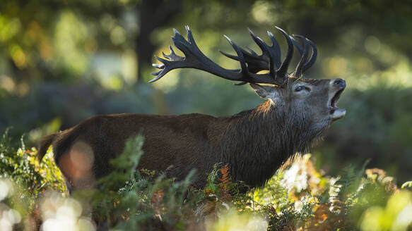 Closeup of A magnificent red deer with sprawling antlers standing on green forest and bellowing in daylight in October in the United Kingdom - ADSF51930