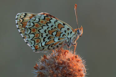 Closeup of side view of detailed texture of a butterfly's wings contrasting beautifully with the roughness of the thistle upon which it perches - ADSF51935