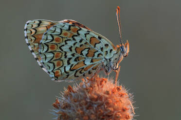 Nahaufnahme der Seitenansicht der detaillierten Textur der Flügel eines Schmetterlings, die in schönem Kontrast zur Rauheit der Distel steht, auf der er hockt - ADSF51935