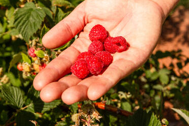 Erntehand eines nicht erkennbaren Agronomen mit frischen roten Himbeeren auf einem Biohof an einem sonnigen Tag - ADSF52077