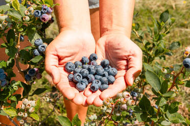 Nahaufnahme eines anonymen Botanikers mit Blaubeeren in den Händen auf einem Bio-Bauernhof an einem sonnigen Tag - ADSF52078