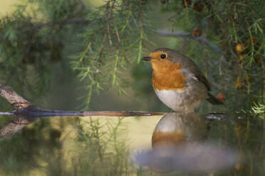 A serene European robin perches by still water, its image reflecting amid lush green foliage - ADSF52102