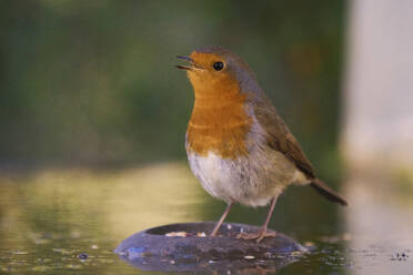 A charming European robin stands on a wet stone amidst shallow water, showcasing its orange breast - ADSF52103