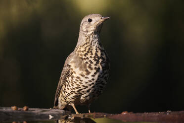 A mistle thrush bird perches attentively on a branch in a serene environment, illuminated by soft sunlight - ADSF52105