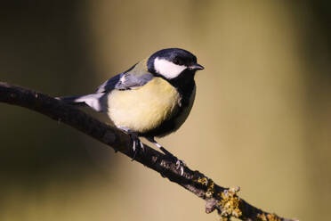 A vibrant photo of a great tit sitting elegantly on a tree branch, basking in the warm golden sunlight - ADSF52107