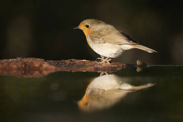 A European robin sits delicately on a wooden branch, its vivid reflection mirrored in the calm water below under a soft light - ADSF52112