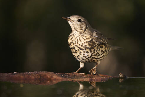 Ein gesprenkelter Singvogel steht wachsam am Rande einer Wasserquelle vor einem weichen, unscharfen Hintergrund, der den warmen Schein des Abendlichts einfängt - ADSF52113