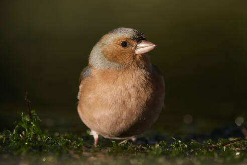 A detailed close-up of a solitary chaffinch standing in natural lighting with a soft-focus background enhancing its plumage - ADSF52116