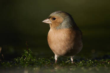 A plump finch stands on a grassy surface, bathed in the warm glow of soft sunlight, creating a serene natural scene - ADSF52117