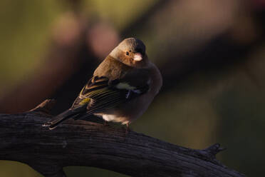 A serene chaffinch rests on a weathered branch, bathed in the soft glow of the setting sun, creating a tranquil scene - ADSF52119