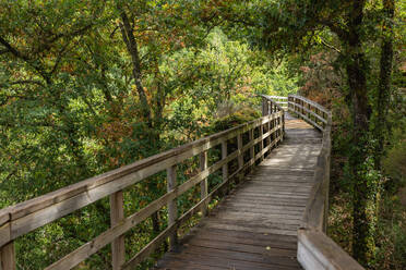 Lange schmale Promenade im üppig grünen Wald von Galicia - ADSF52145