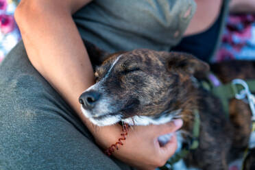 Crop of anonymous woman dressed in casuals adorable cute dog sleeping on hand while relaxing at beach during vacation at Sardinia, Italy - ADSF52205