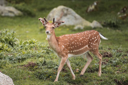 Seitenansicht eines Rehs, das die Kamera auf einer Wiese im Wald des Nationalparks Katalonien anschaut, vor einem unscharfen Hintergrund bei Tageslicht - ADSF52212