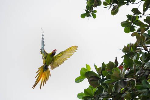 Ein farbenfroher Papagei im Flug, mit weit ausgebreiteten Flügeln und aufgefächerten Schwanzfedern vor einem klaren Himmel, in der Nähe eines üppig grünen Baumes in Costa Rica - ADSF52219