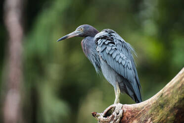 Nahaufnahme eines eleganten Blaureihers, der seine Umgebung beobachtet, während er auf einem kahlen Ast vor einem Hintergrund aus dichtem grünem Laub in Costa Rica hockt - ADSF52220