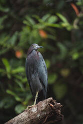 Niedriger Winkel eines eleganten Blaureihers, der seine Umgebung beobachtet, während er auf einem kahlen Ast vor einem Hintergrund aus dichtem grünem Laub in Costa Rica hockt - ADSF52221