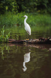 Side view of White Heron standing gracefully on a piece of driftwood in the middle of a calm river, reflecting perfectly in the water, with lush greenery in the background in Costa Rica - ADSF52222