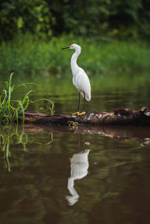 Seitenansicht des weißen Reihers, der anmutig auf einem Stück Treibholz inmitten eines ruhigen Flusses steht und sich perfekt im Wasser spiegelt, mit üppigem Grün im Hintergrund in Costa Rica - ADSF52222