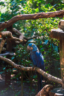 Leuchtend blauer Papagei mit auffälligen gelben Ringen um die Augen, der auf einem hölzernen Ast im Herzen des brasilianischen Regenwaldes Parana sitzt - ADSF52297