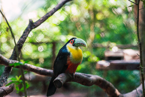 Bunter Tukan mit leuchtend gelber Brust und markantem großen Schnabel auf einem Holzgeländer, vor einem unscharfen grünen Hintergrund im Regenwald von Parana, Brasilien - ADSF52298