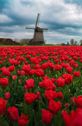 Vibrant red tulips in full bloom with a traditional Dutch windmill under a cloudy sky in the background - ADSF52382