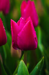 Close up of magenta blossom tulips with water droplets against a blurred green background in the Netherlands - ADSF52384