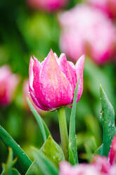 Close up of pink blossom tulips with water droplets against a blurred green background in the Netherlands - ADSF52385