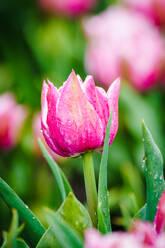 Nahaufnahme von rosa blühenden Tulpen mit Wassertropfen vor einem unscharfen grünen Hintergrund in den Niederlanden - ADSF52385