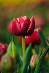 Close up of magenta blossom tulips with water droplets against a blurred green background in the Netherlands - ADSF52386