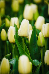 Weiße Tulpenknospen bedeckt mit Regentropfen vor einem üppigen grünen Hintergrund in einem holländischen Garten - ADSF52387